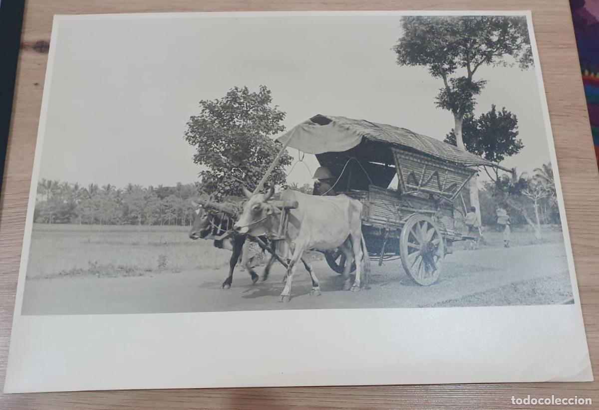 Antique Photography: INDONESIA. BALI. GRAND FORMAT. FOTO PHOTO. 39.5X29.5CM