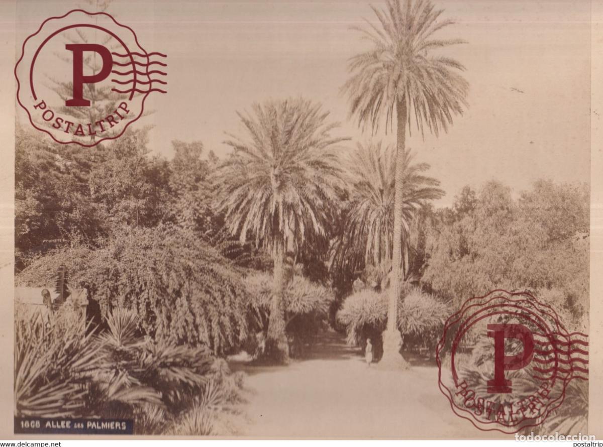 Fotograf&iacute;a antigua: Afrique du Nord ALLEE DES PALMIERS 30 *24 CM ARGELIA ALGERIA ALGERIE AFRIQUE PHOTOGRAPHIE