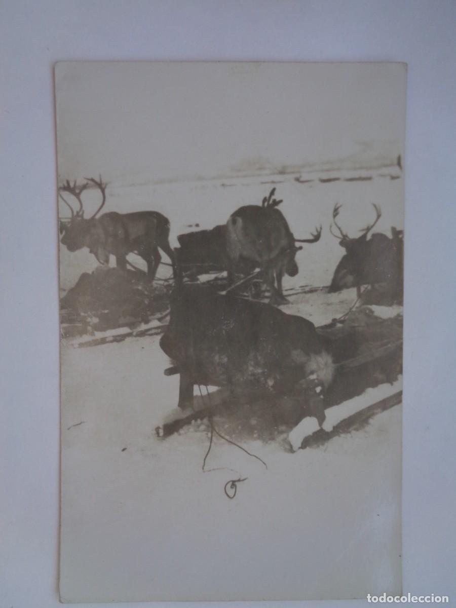 Fotograf&iacute;a antigua: FOTO DE RENOS Y TRINEO EN PETSAMO ( CUANDOPERTENECIA A FINLANDIA ), PRINCIPIO DE SIGLO