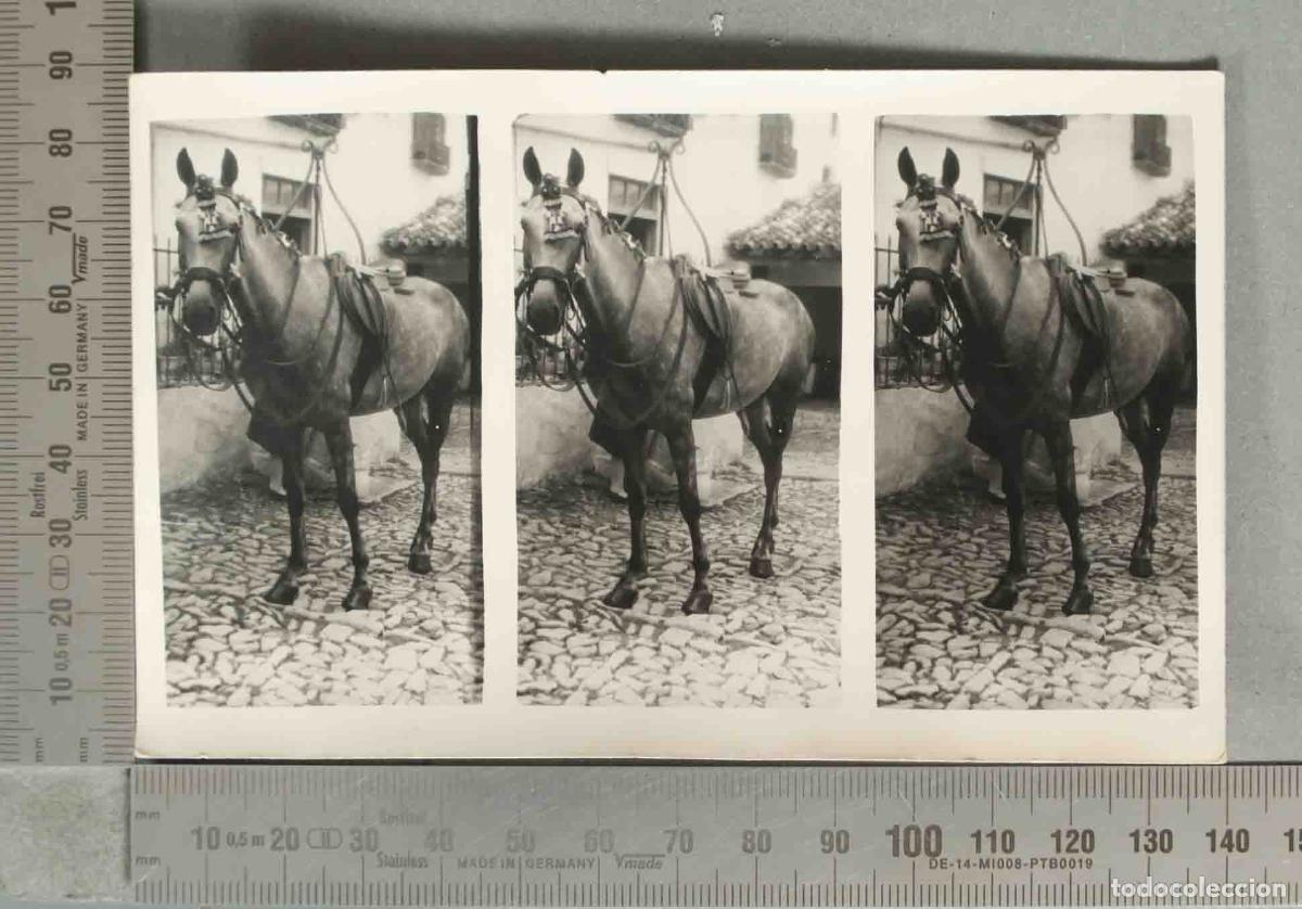 Photographie ancienne: FOTOGRAF&Iacute;A. CABALLO EN PATIO ANDALUZ hacia 1930