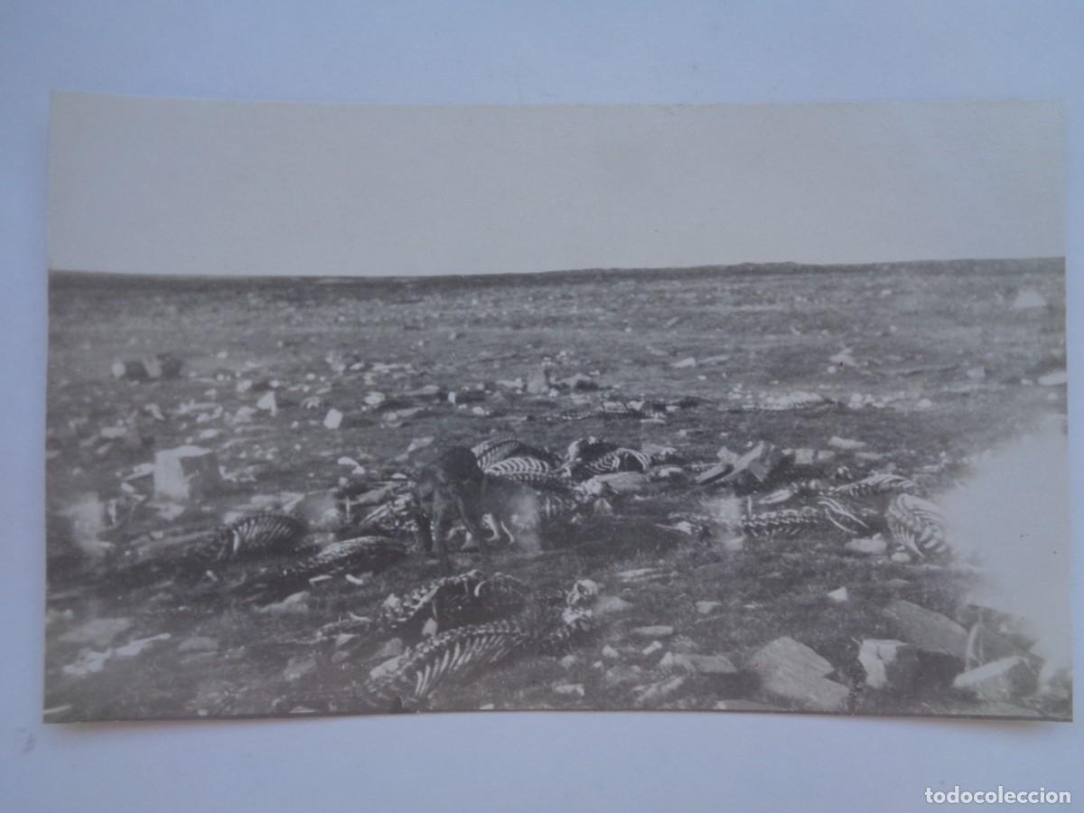 Fotograf&iacute;a antigua: FOTO DE PERRO MORDISQUEANDO HUESOS, CAMPO LLENO DE ESQUELETOS. PRINCIPIOS DE SIGLO