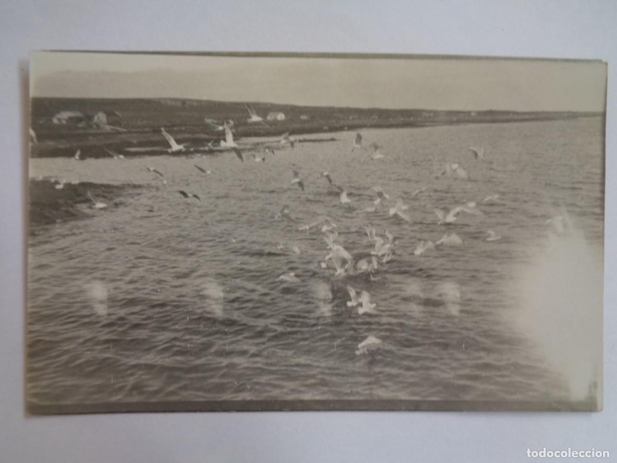 Fotograf&iacute;a antigua: FOTO DE GABIOTAS Y MAR DEL NORTE . FINLANDIA PRINCIPIOS DE SIGLO