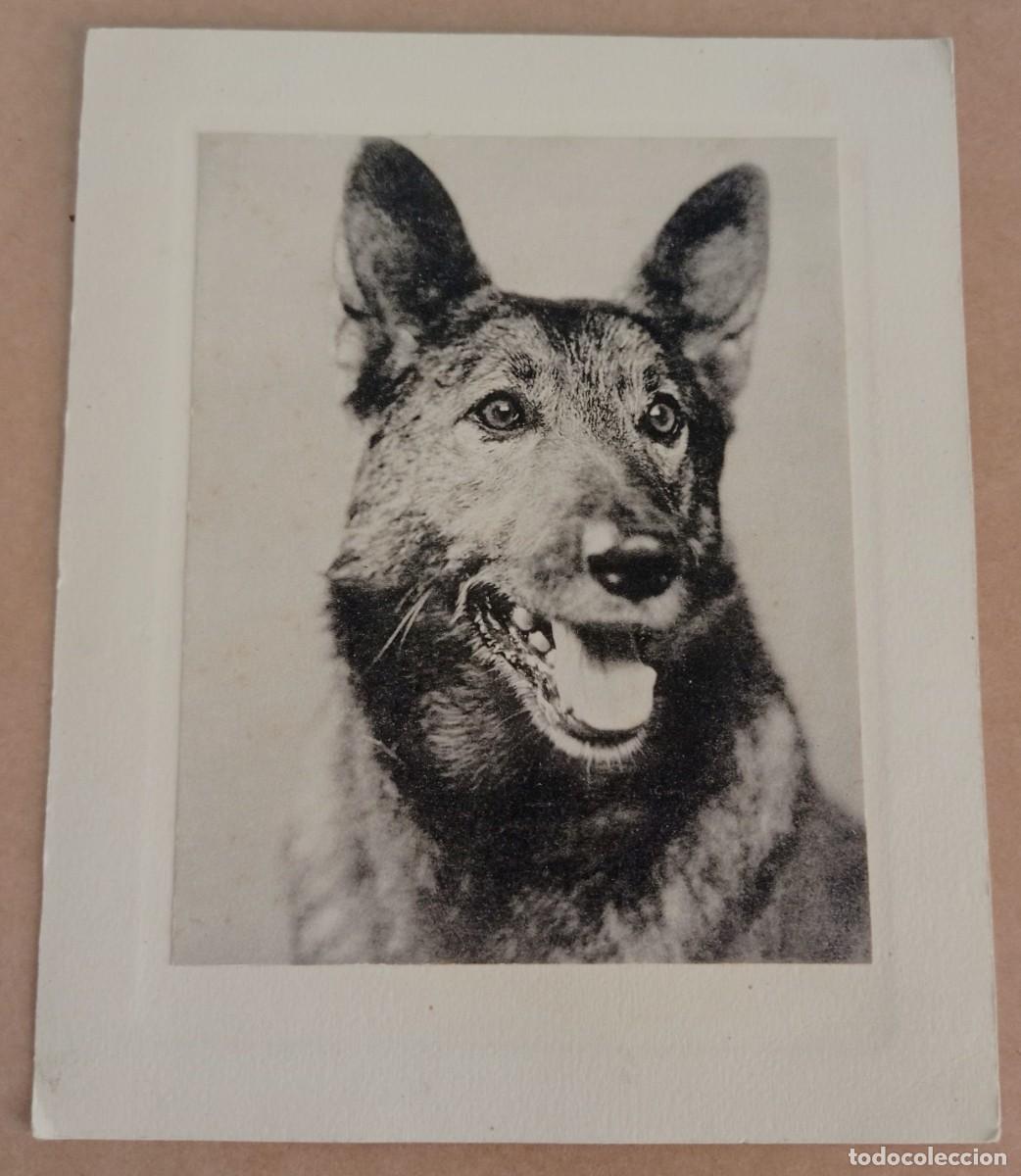 Fotograf&iacute;a antigua: PASTOR ALEM&Aacute;N RIN TIN TIN - ESTRELLA CANINA CINE MUDO 1920.