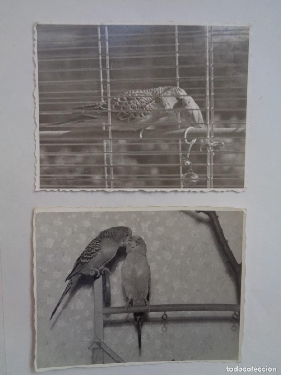 Fotograf&iacute;a antigua: LOTE DE 2 FOTOS DE PERIQUITOS EN SUS JAULAS