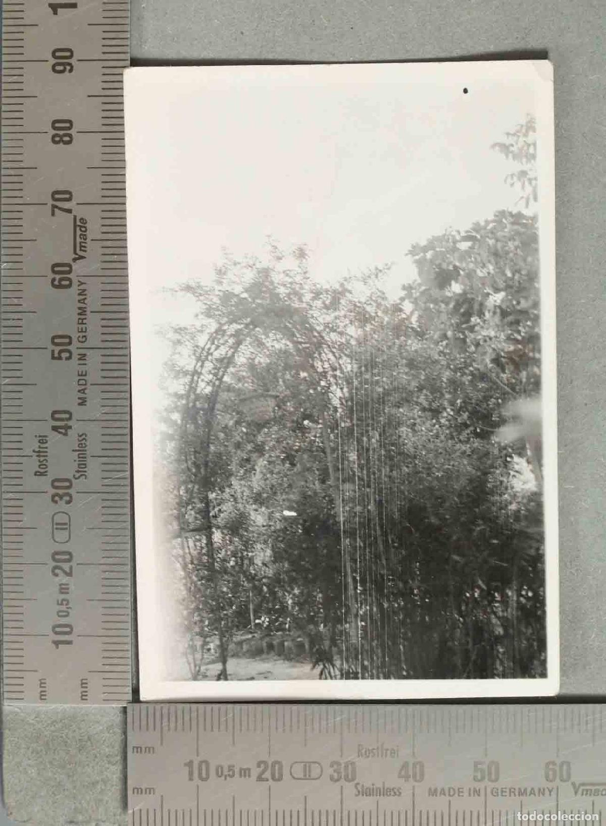 Fotograf&iacute;a antigua: FOTOGRAFIA. JARDIN. hacia 1940