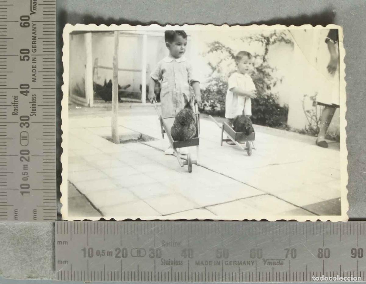 Fotografia antiga: FOTOGRAFIA. NI&Ntilde;OS LLEVANDO A CONEJOS EN CARRETILLA hacia 1940