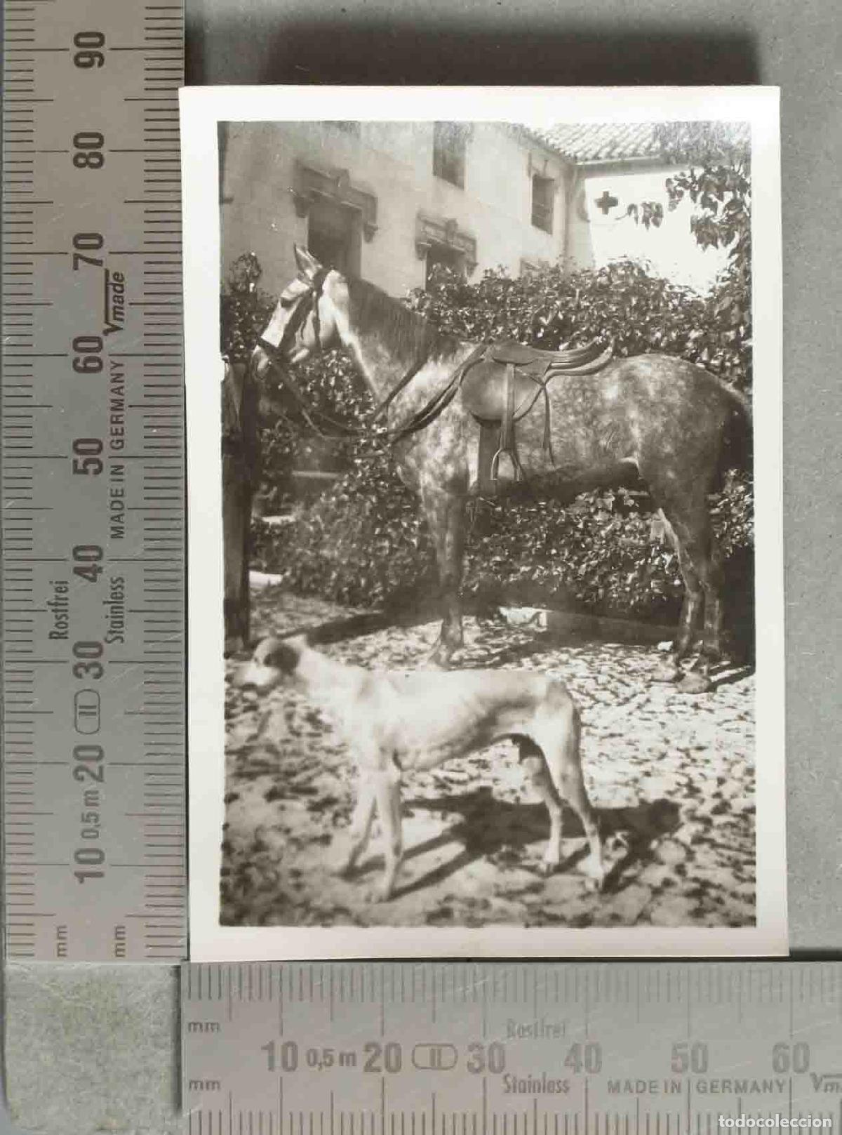 Photographie ancienne: FOTOGRAFIA. CABALLO Y PERRO hacia 1940