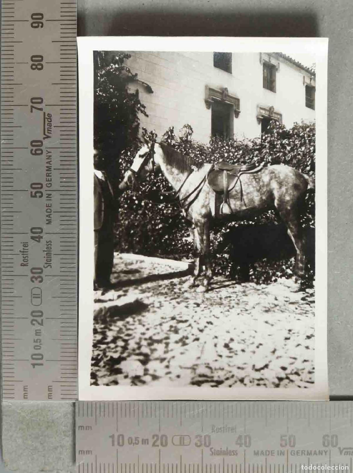 Photographie ancienne: FOTOGRAFIA. CABALLO hacia 1940