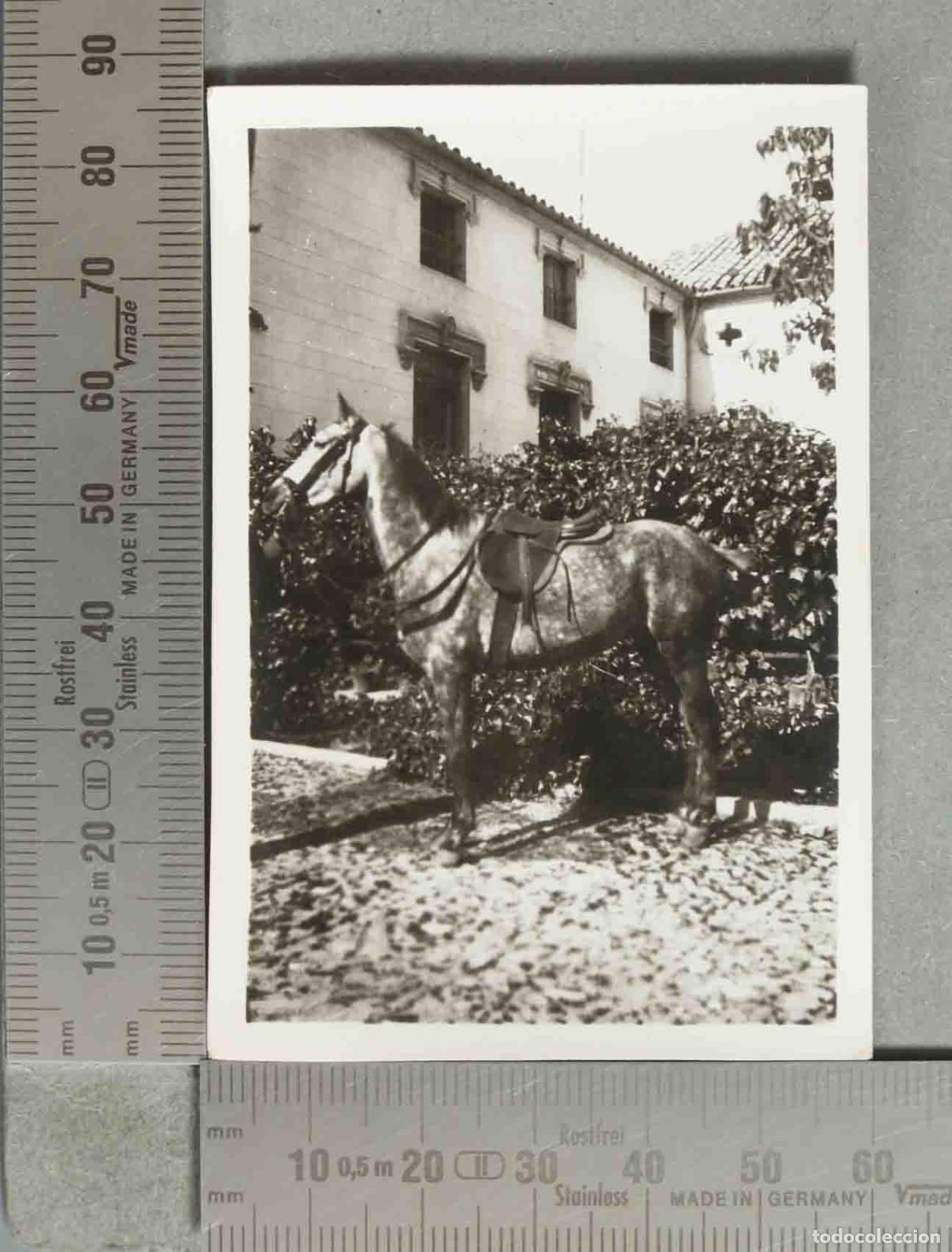 Fotografia antiga: FOTOGRAFIA. CABALLO. hacia 1940