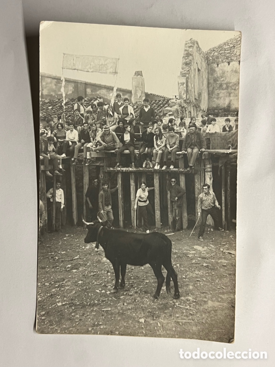 Fotograf&iacute;a antigua: TOROS. ALGIMIA DE ALFARA (Valencia) Fotograf&iacute;a Bous a la improvisada Pla&ccedil;a. Septiembre de 1971