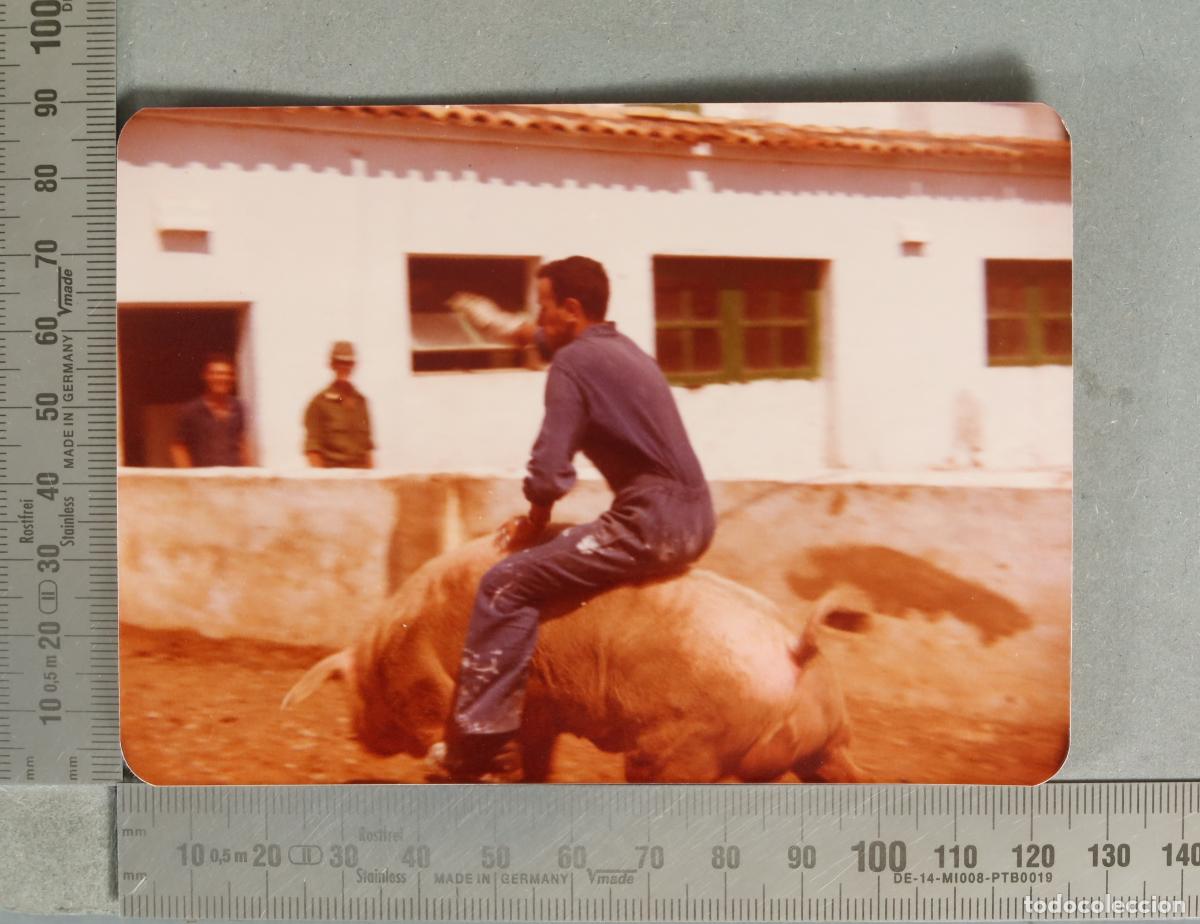Photographie ancienne: FOTOGRAFIA. MILITARES Y GANADERO MONTANDO EN CERDO HACIA 1970