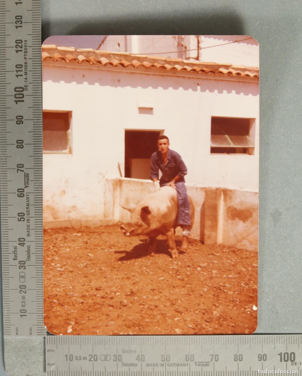 Fotograf&iacute;a antigua: FOTOGRAFIA. Hombre montando un cerdo en un patio rural HACIA 1970