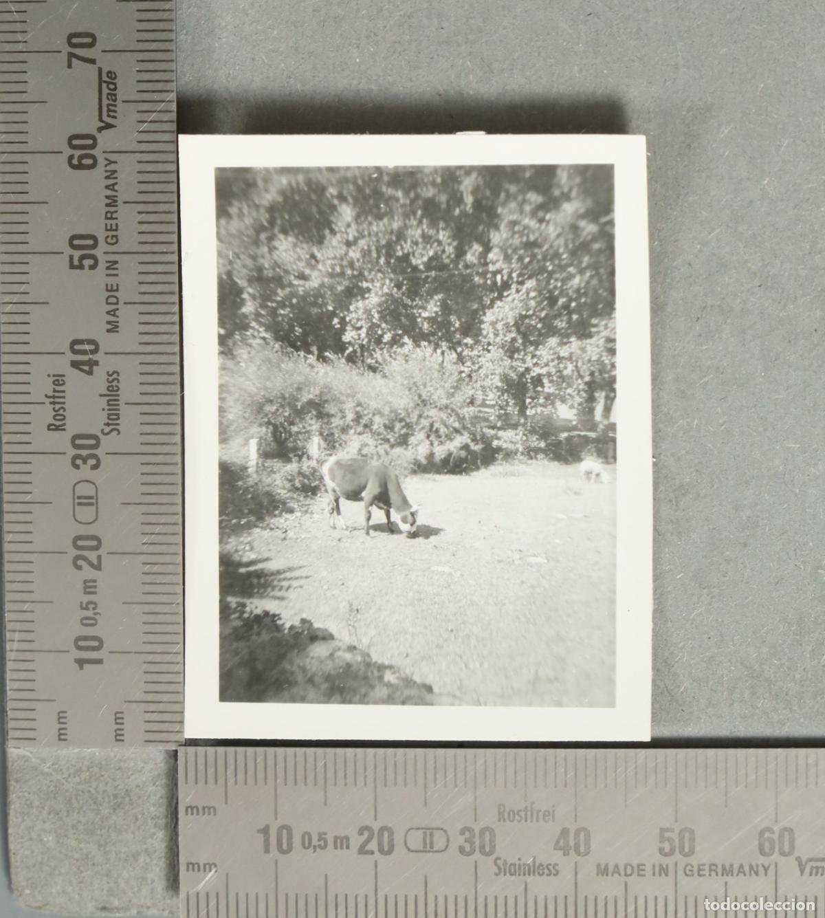 Fotograf&iacute;a antigua: FOTOGRAFIA. Vaca pastando en el prado ORENSE 1952