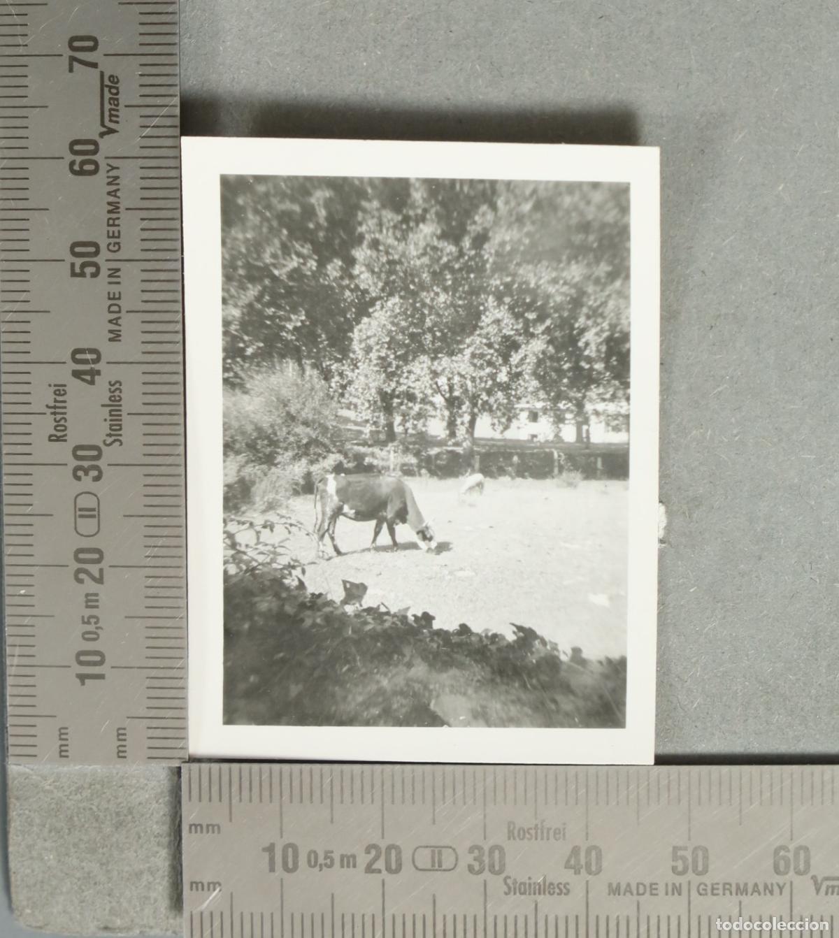 Fotograf&iacute;a antigua: FOTOGRAFIA. Vaca pastando en paisaje rural ORENSE 1952