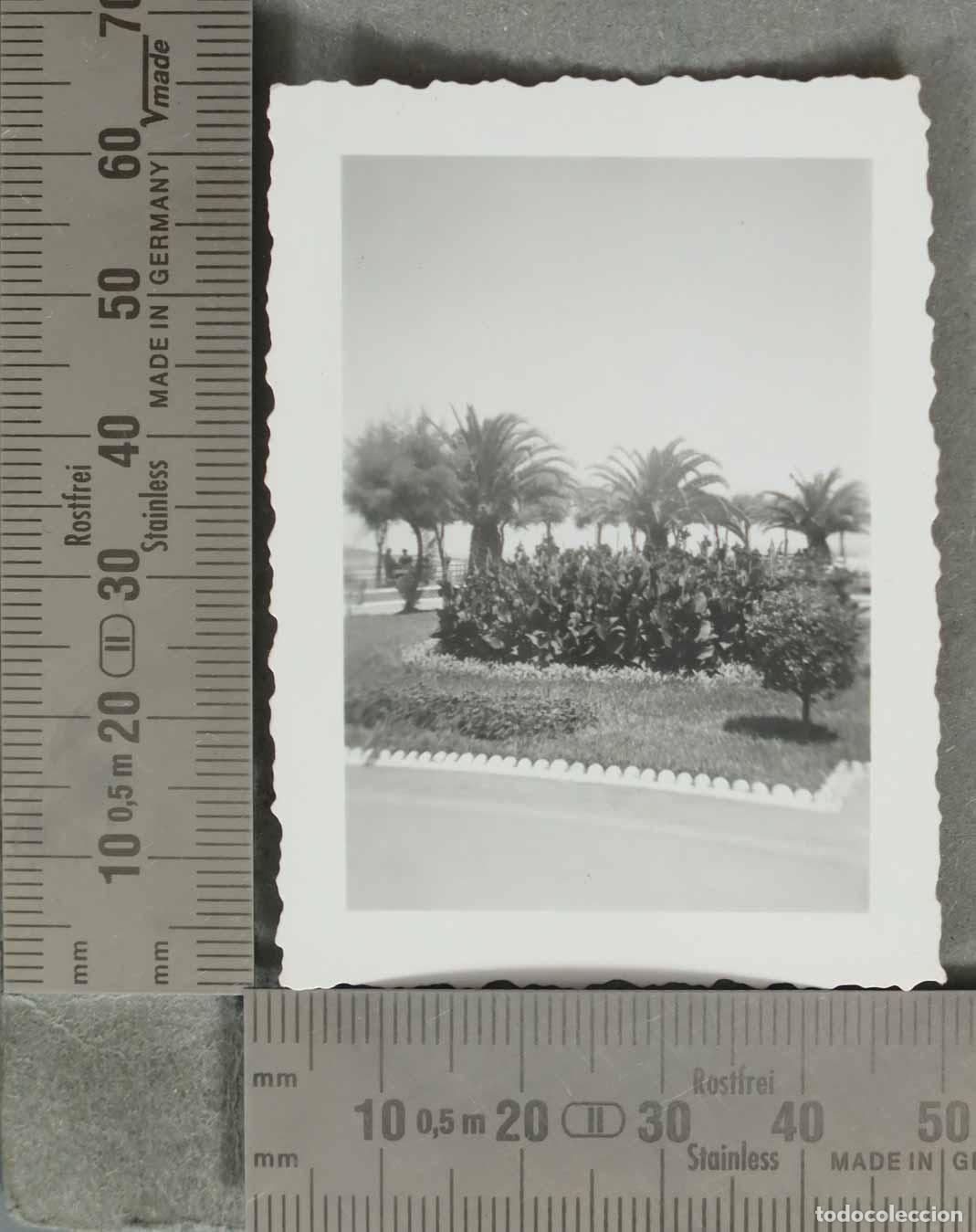 Fotograf&iacute;a antigua: FOTOGRAFIA. JARDIN &iquest;COMILLAS? HACIA 1950