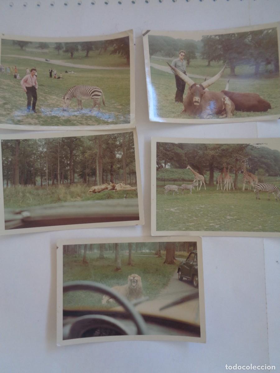 Fotograf&iacute;a antigua: LOTE DE 5 FOTOS DE VISITA A UN ZOO EN COCHE , ZOOLOGICO