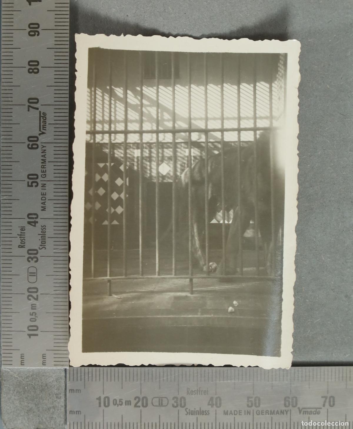 Fotograf&iacute;a antigua: FOTOGRAFIA. LEON ZOO. hacia 1930