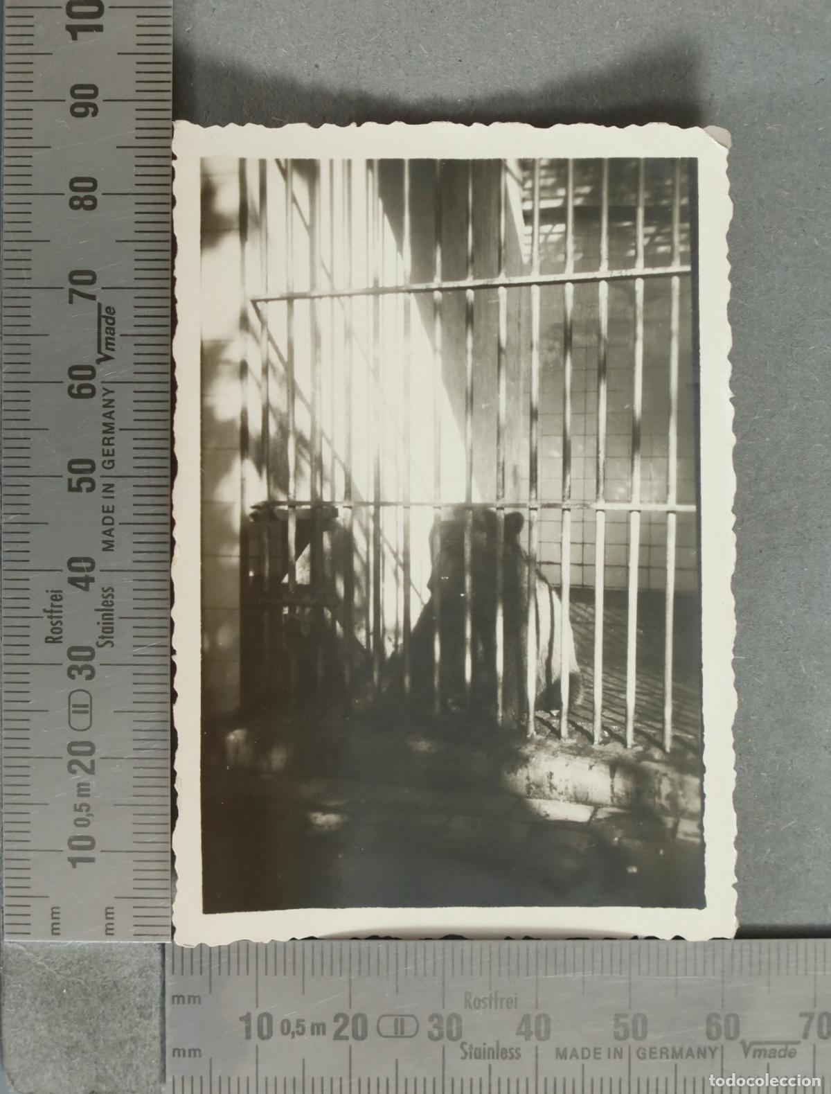 Fotograf&iacute;a antigua: FOTOGRAFIA. ZOO FIERAS. &iquest;MADRID? hacia 1930