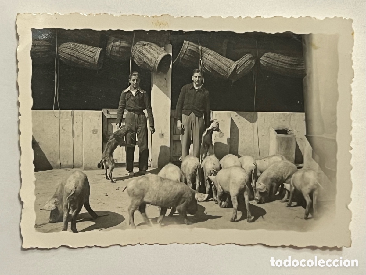Fotograf&iacute;a antigua: MANZANARES (C.Real) FOTO ALMARI.. ?? En la Porquera dando de comer a los Cerdos.. (h.1945?)