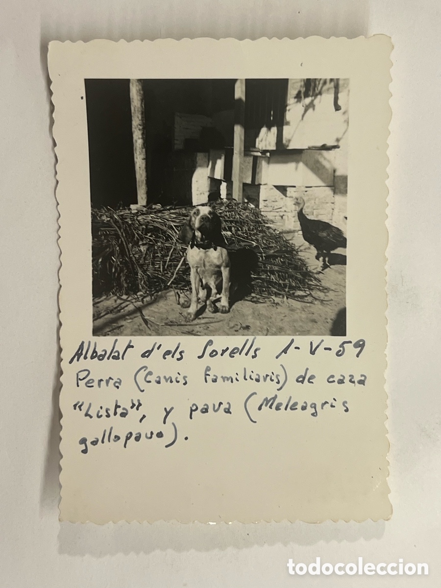 Fotograf&iacute;a antigua: ALBALAT DELS SORELLS.. La tranquila vida familiar del corral de casa. Perra y Pavo (a.1959)