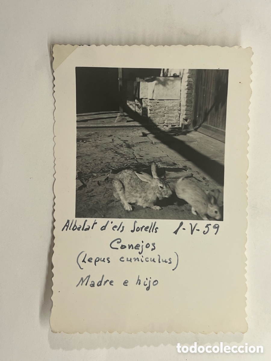 Fotograf&iacute;a antigua: ALBALAT DELS SORELLS.. La tranquila vida familiar del corral de casa. Conejos (a.1959)