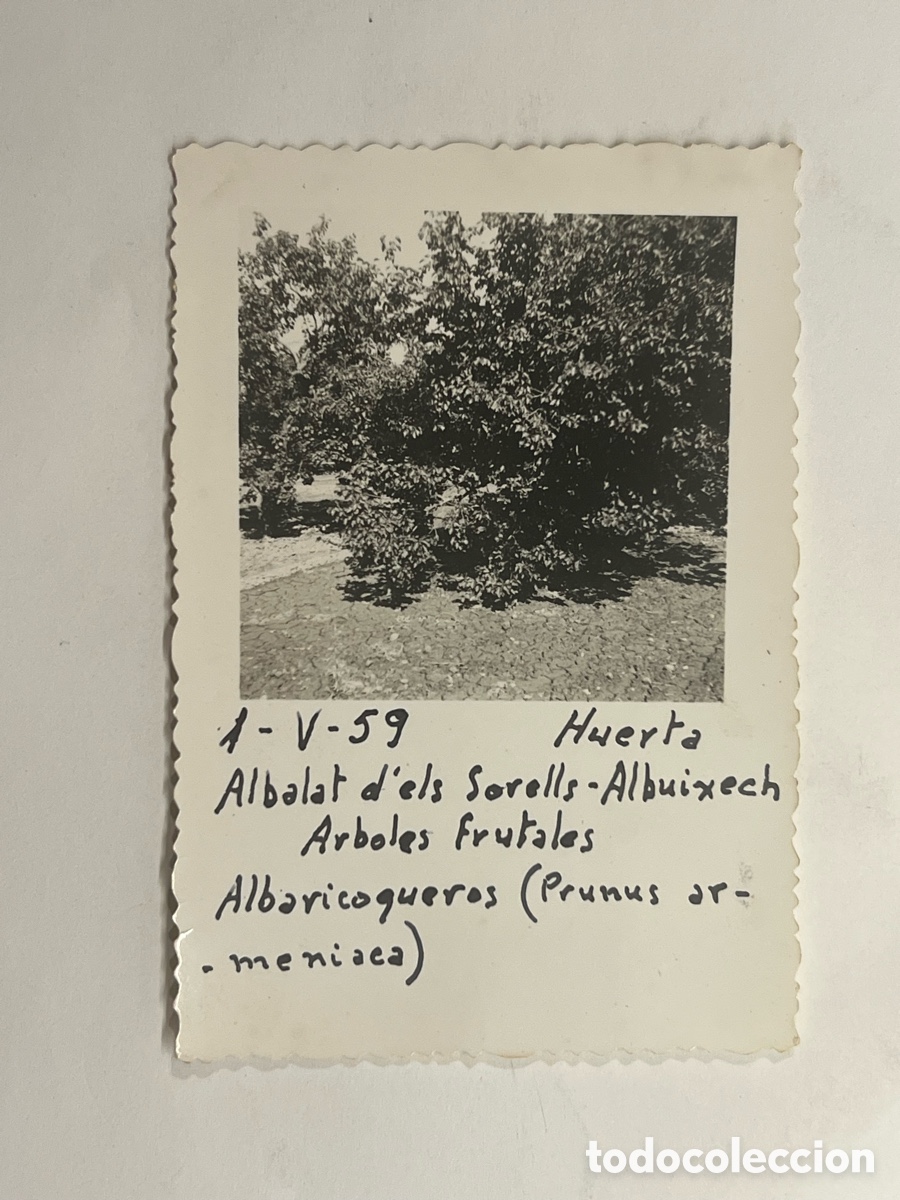 Fotograf&iacute;a antigua: ALBALAT DELS SORELLS.. La tranquila vida familiar. Arboles frutales (a.1959) Medidas: 7 x 10