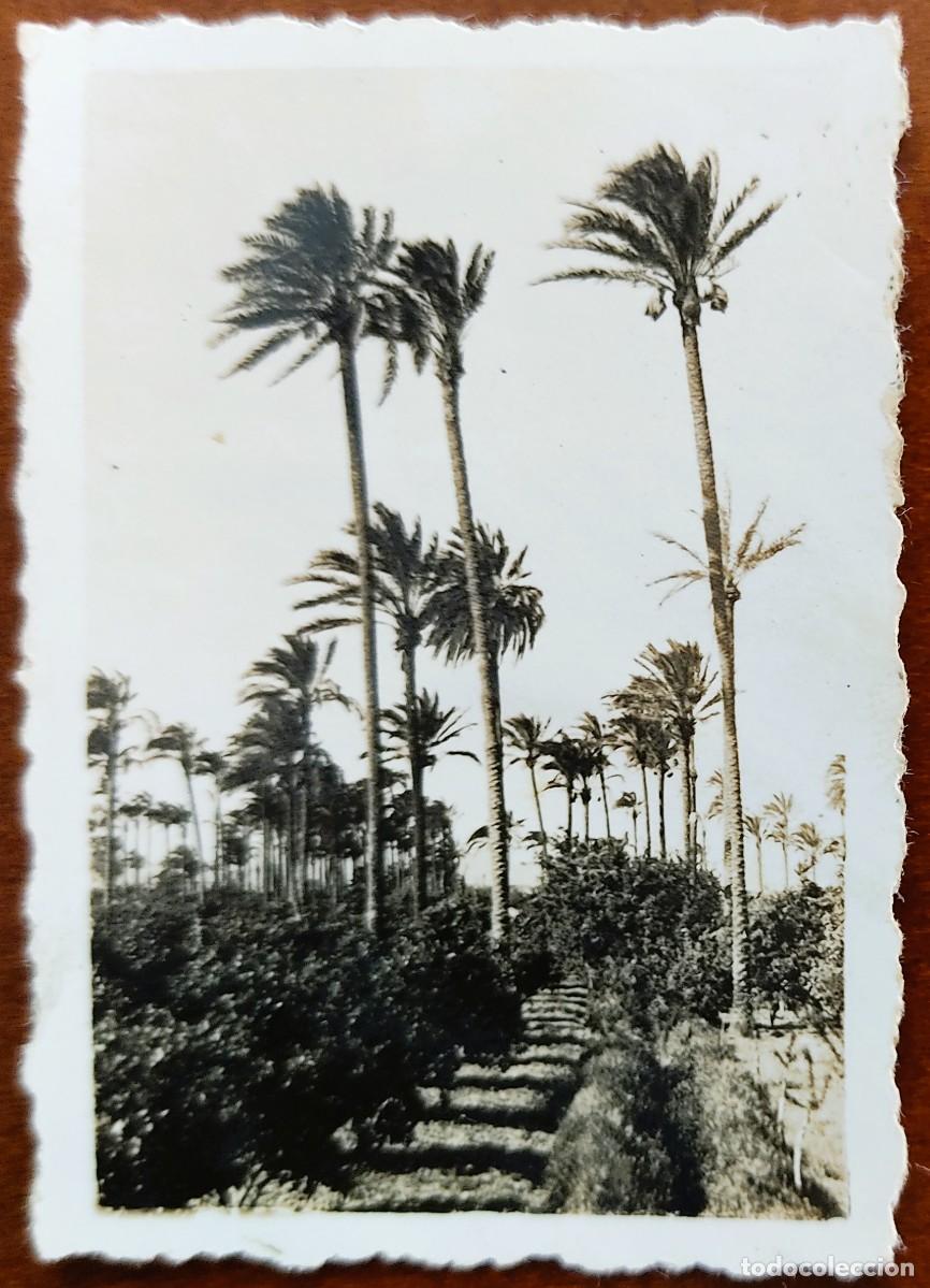 Fotografia antiga: FOTOGRAF&Iacute;A ORIGINAL A&Ntilde;OS 40 PAISAJE VALENCIANO PALMERAS Y NARANJOS