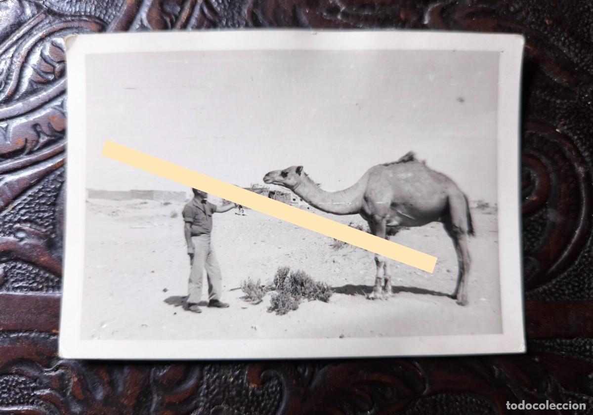 Fotograf&iacute;a antigua: Antigua fotograf&iacute;a. Camello y militar en Cabo Juby, S&aacute;hara espa&ntilde;ol. A&ntilde;os 50