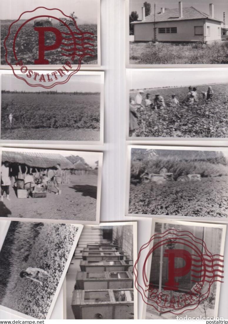 Fotograf&iacute;a antigua: LOT 9 FOTOS AFRIQUE SIDI SLIMANE MARRUECOS MAROC agriculture 10*7cm institut pecherches coton TEXT