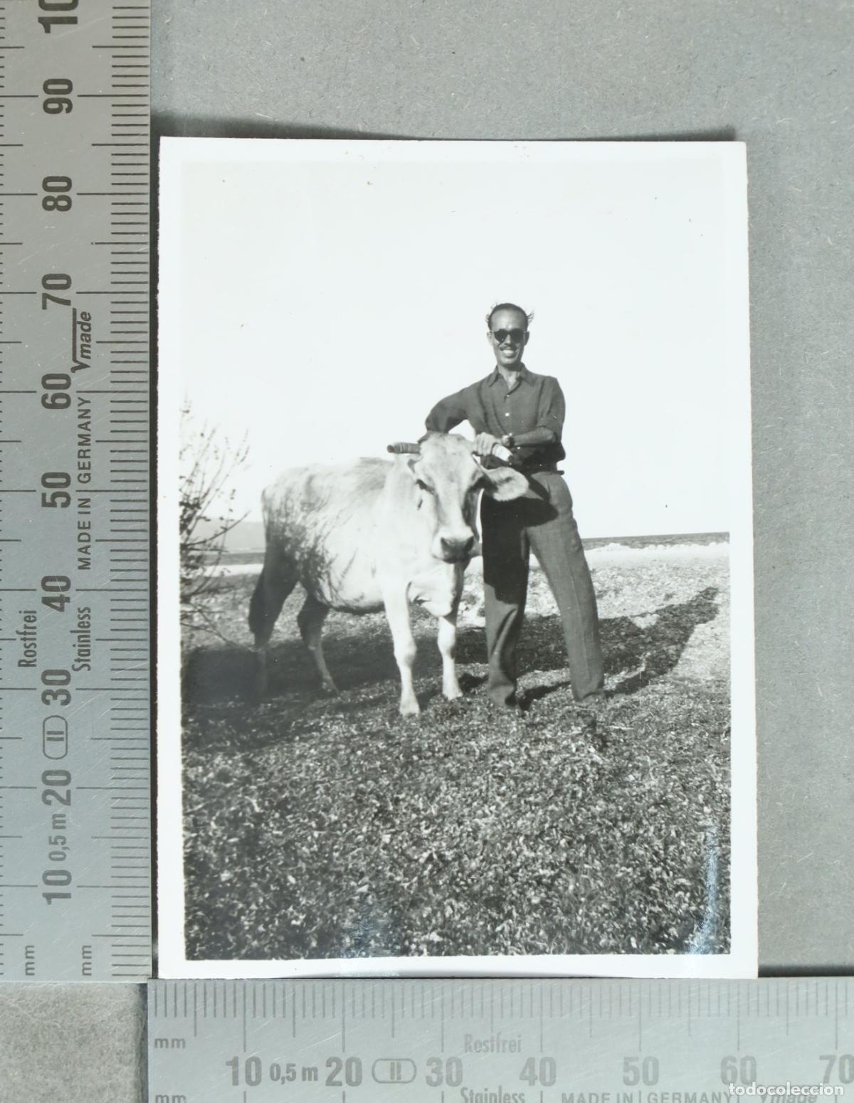Fotograf&iacute;a antigua: FOTOGRAFIA. Hombre con vaca hacia 1940