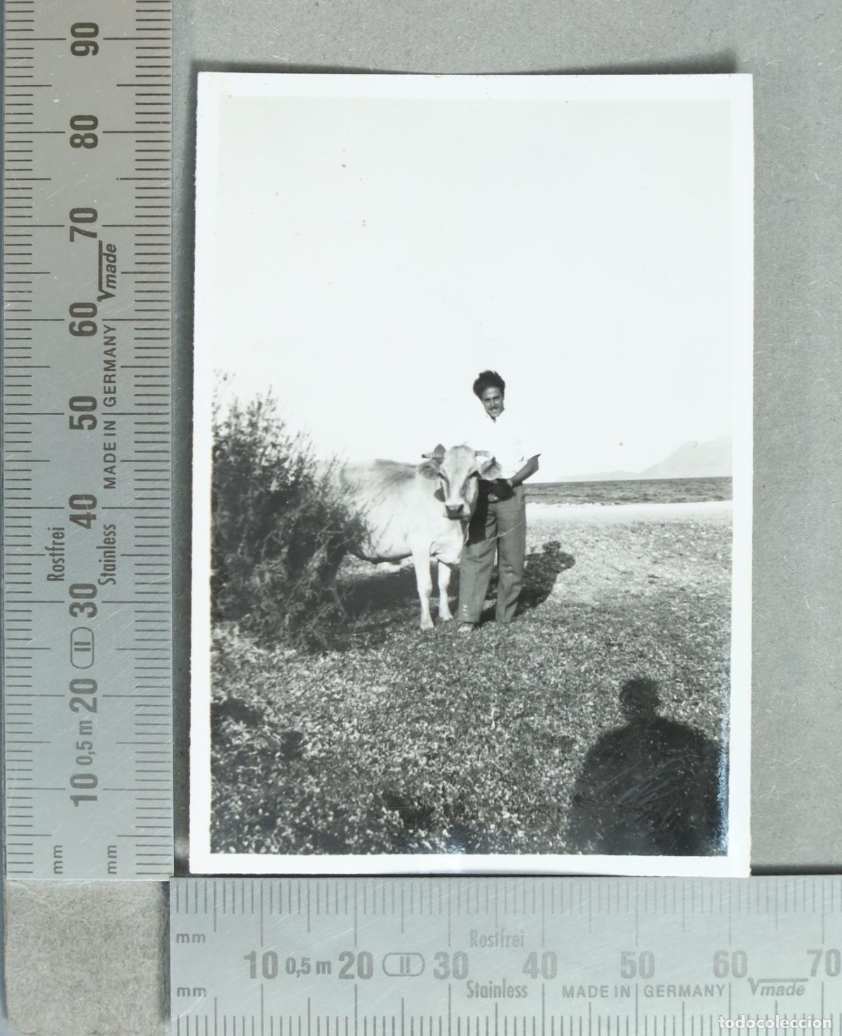 Antique Photography: FOTOGRAFIA. Hombre con vaca hacia 1940