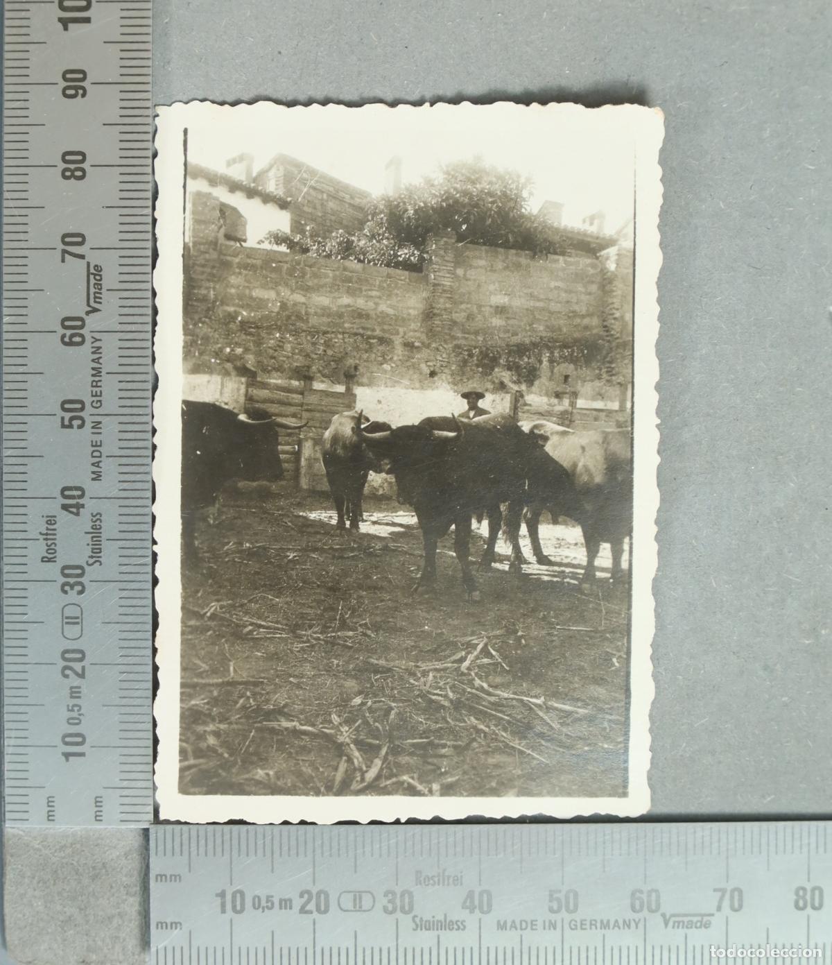 Fotograf&iacute;a antigua: FOTOGRAFIA. GANADERIA. TORTOSA. 1933