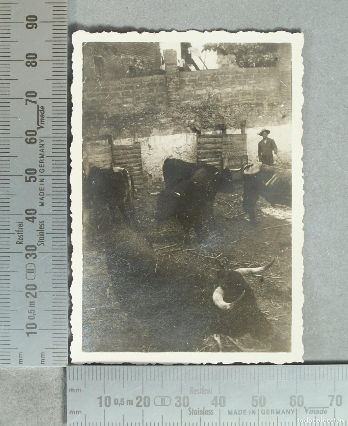 Fotograf&iacute;a antigua: FOTOGRAFIA. GANADERIA. TORTOSA. 1933