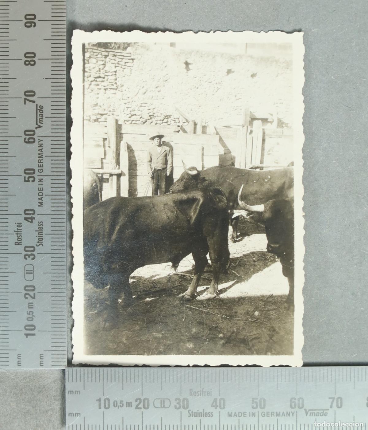 Fotograf&iacute;a antigua: FOTOGRAFIA. TORTOSA. 1933. GANADO BRAVO CON MAYORAL