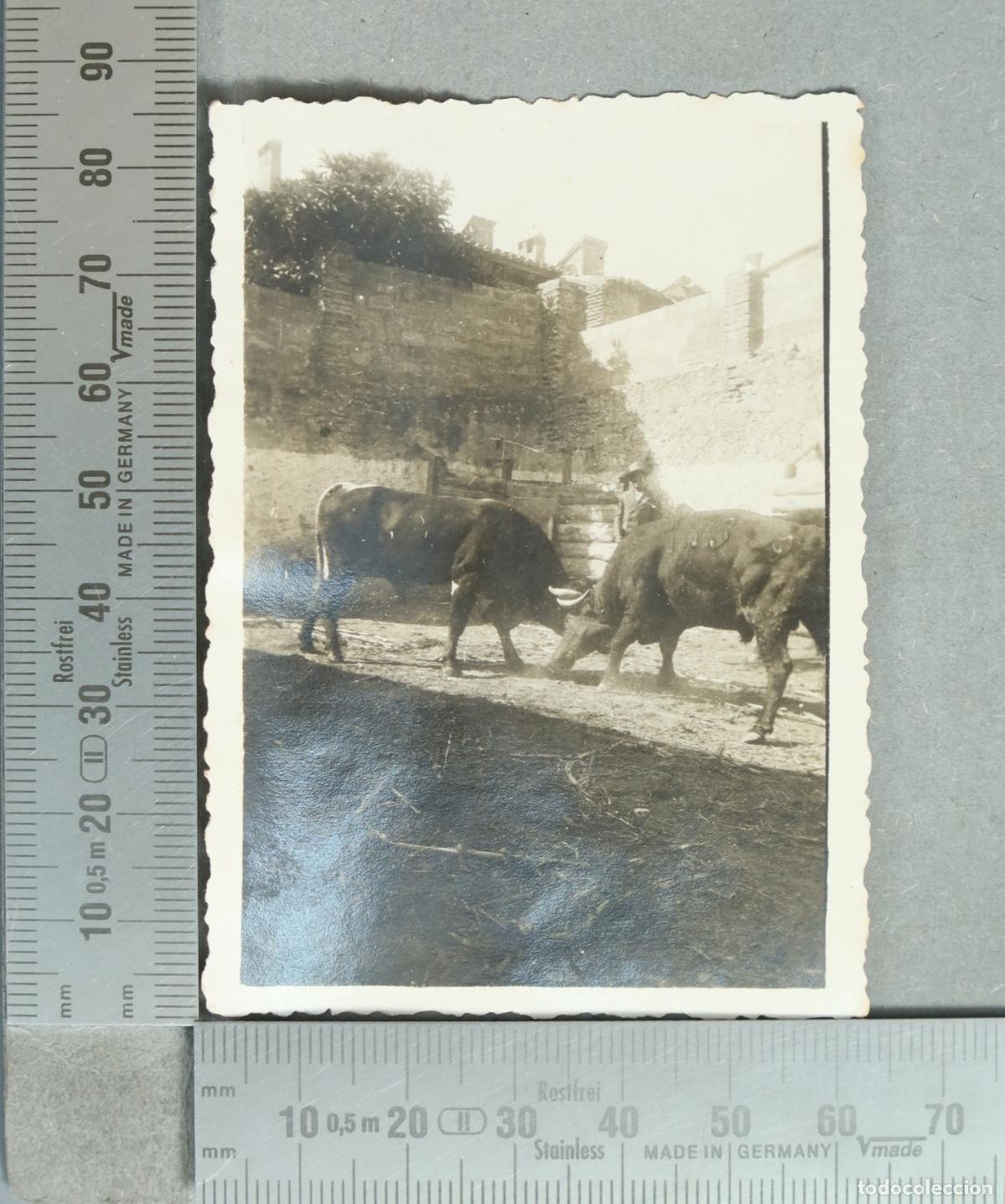 Fotograf&iacute;a antigua: FOTOGRAFIA. GANADERIA. TORTOSA. 1933