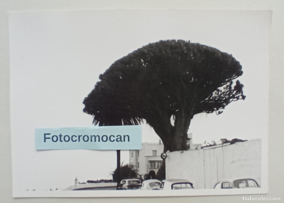 Fotograf&iacute;a antigua: FOTOGRAF&Iacute;A. EL DESAPARECIDO DRAGO DE LOS REALEJOS. TENERIFE