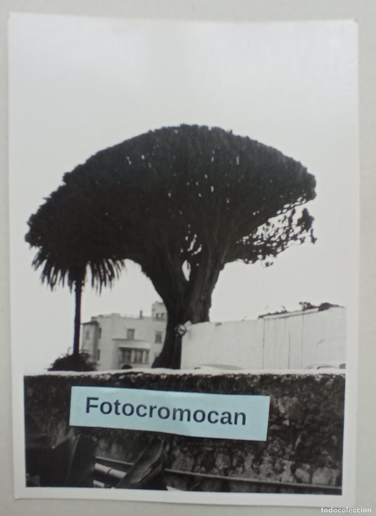 Fotograf&iacute;a antigua: FOTOGRAF&Iacute;A. EL DESAPARECIDO DRAGO DE LOS REALEJOS. TENERIFE