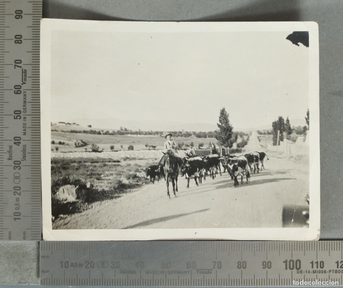 Fotograf&iacute;a antigua: FOTOGRAFIA. ni&ntilde;o mayoral ganado hacia 1930