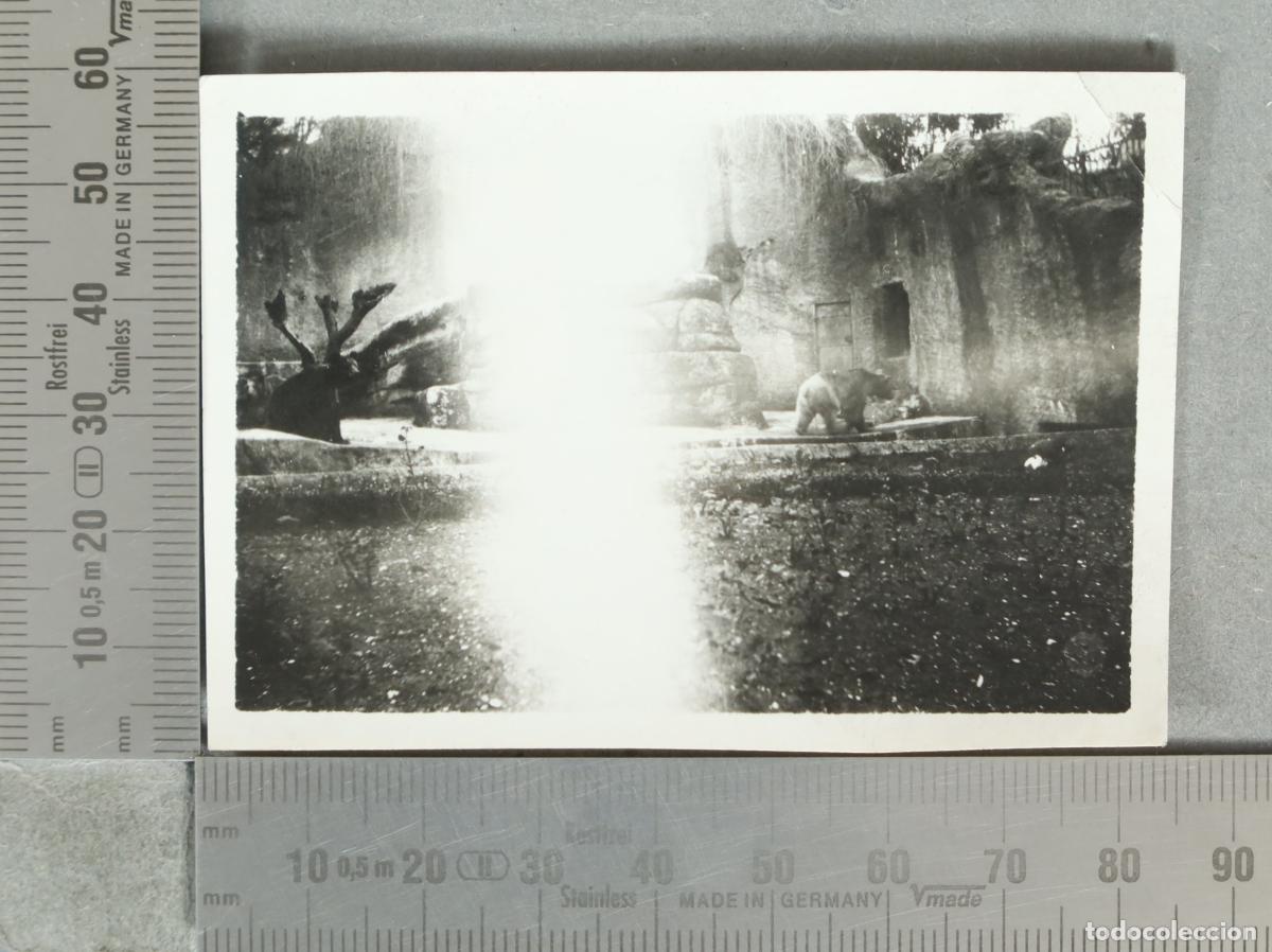 Fotograf&iacute;a antigua: FOTOGRAFIA. Oso en el zoo hacia 1930