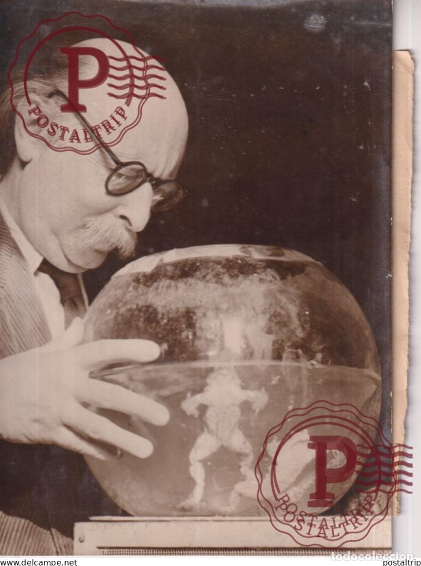 Fotograf&iacute;a antigua: le c&eacute;l&eacute;bre , biologiste , scientifique ; JEAN ROSTAND 16*12CM press photo SCIENTIST