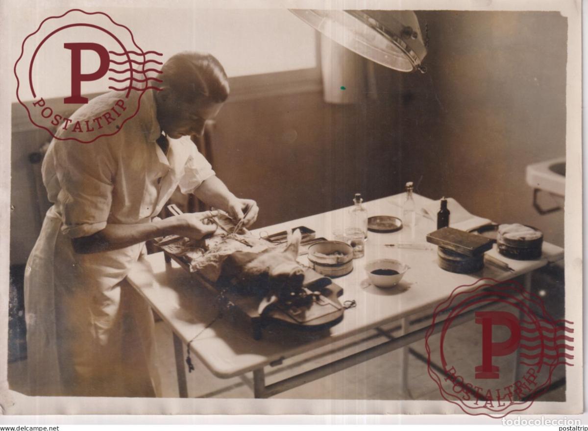 Fotograf&iacute;a antigua: DOCTEUR JERNEY OPERE UN LAPIN 18*13CM press photo SCIENTIST