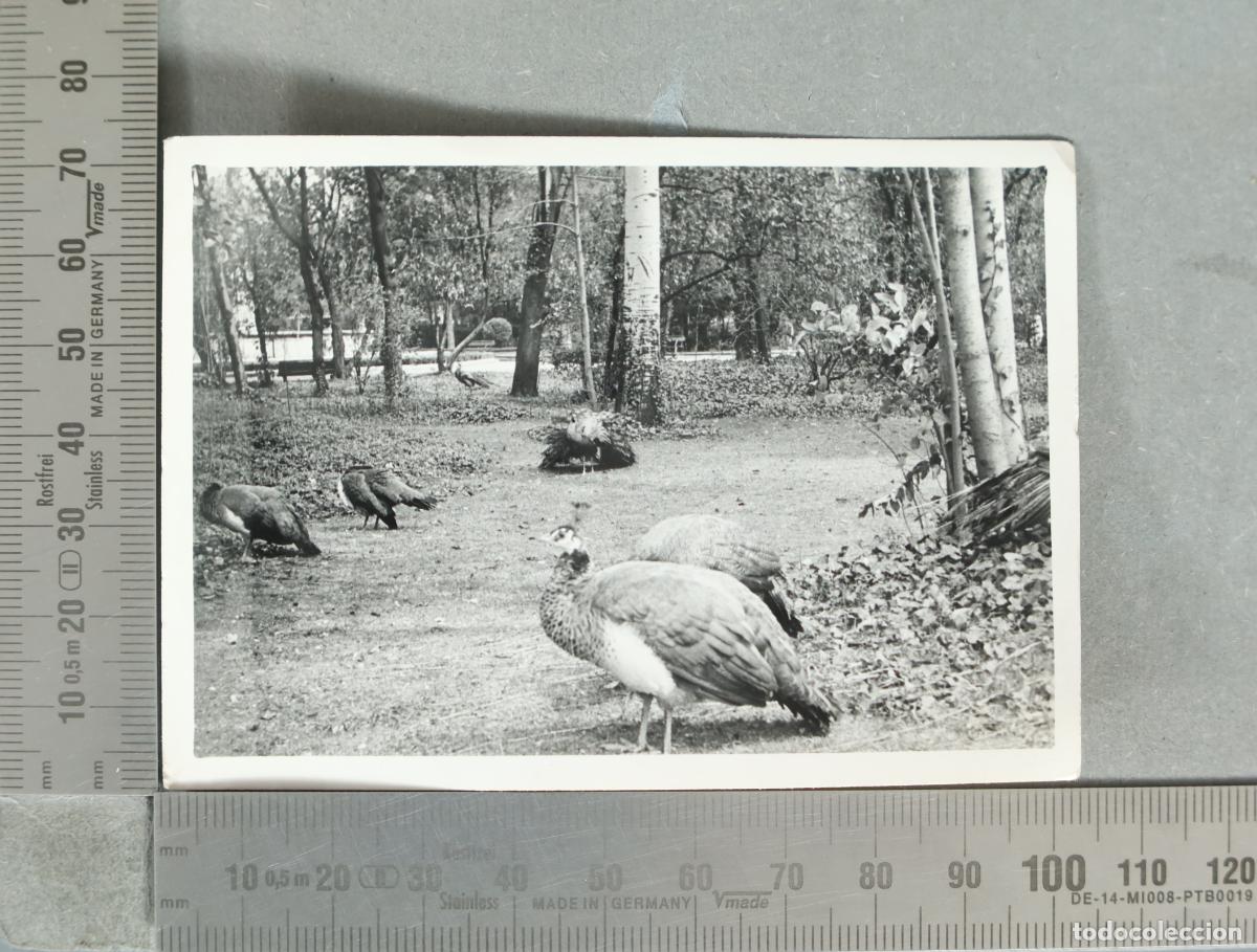 Photographie ancienne: FOTOGRAFIA. Pavos reales en un parque HACIA 1950