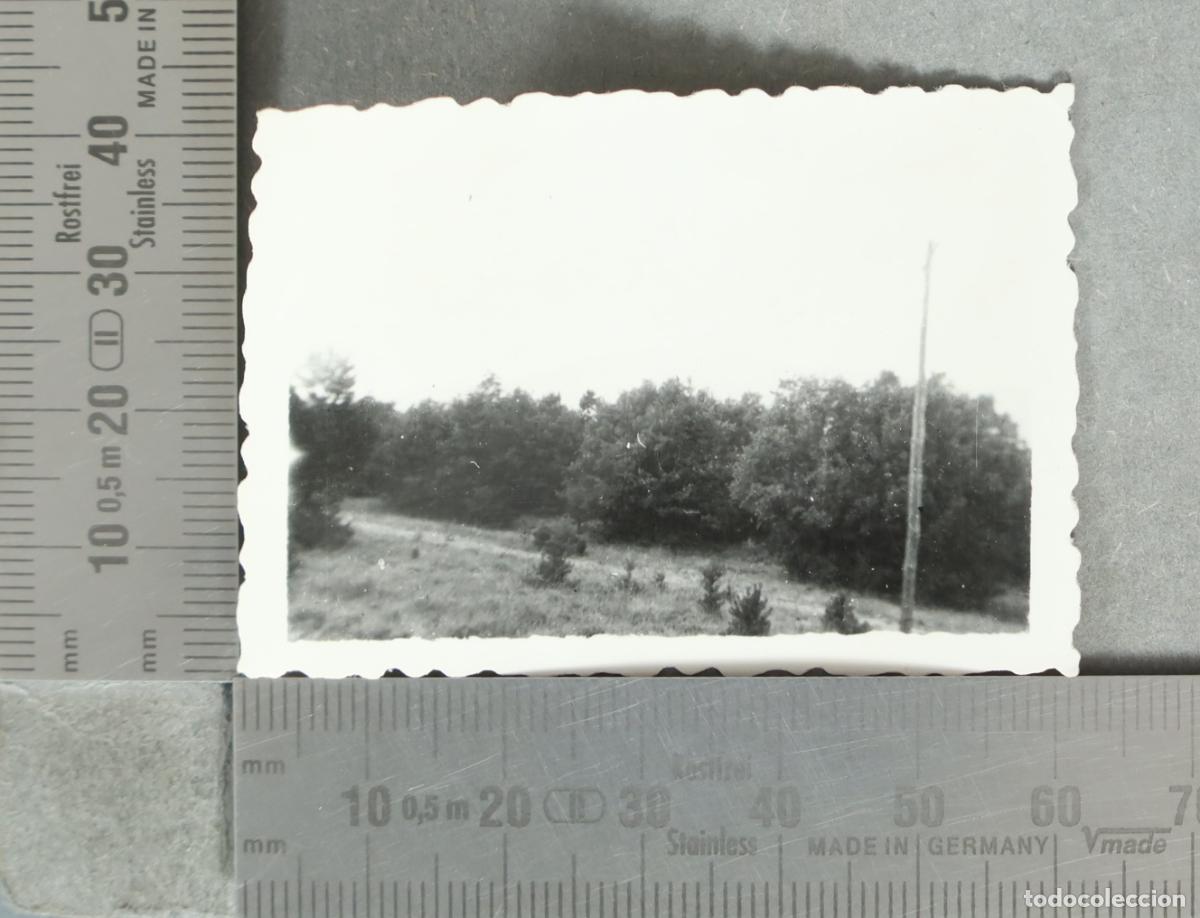 Fotograf&iacute;a antigua: FOTOGRAFIA. Paisaje con arboles y camino hacia 1930
