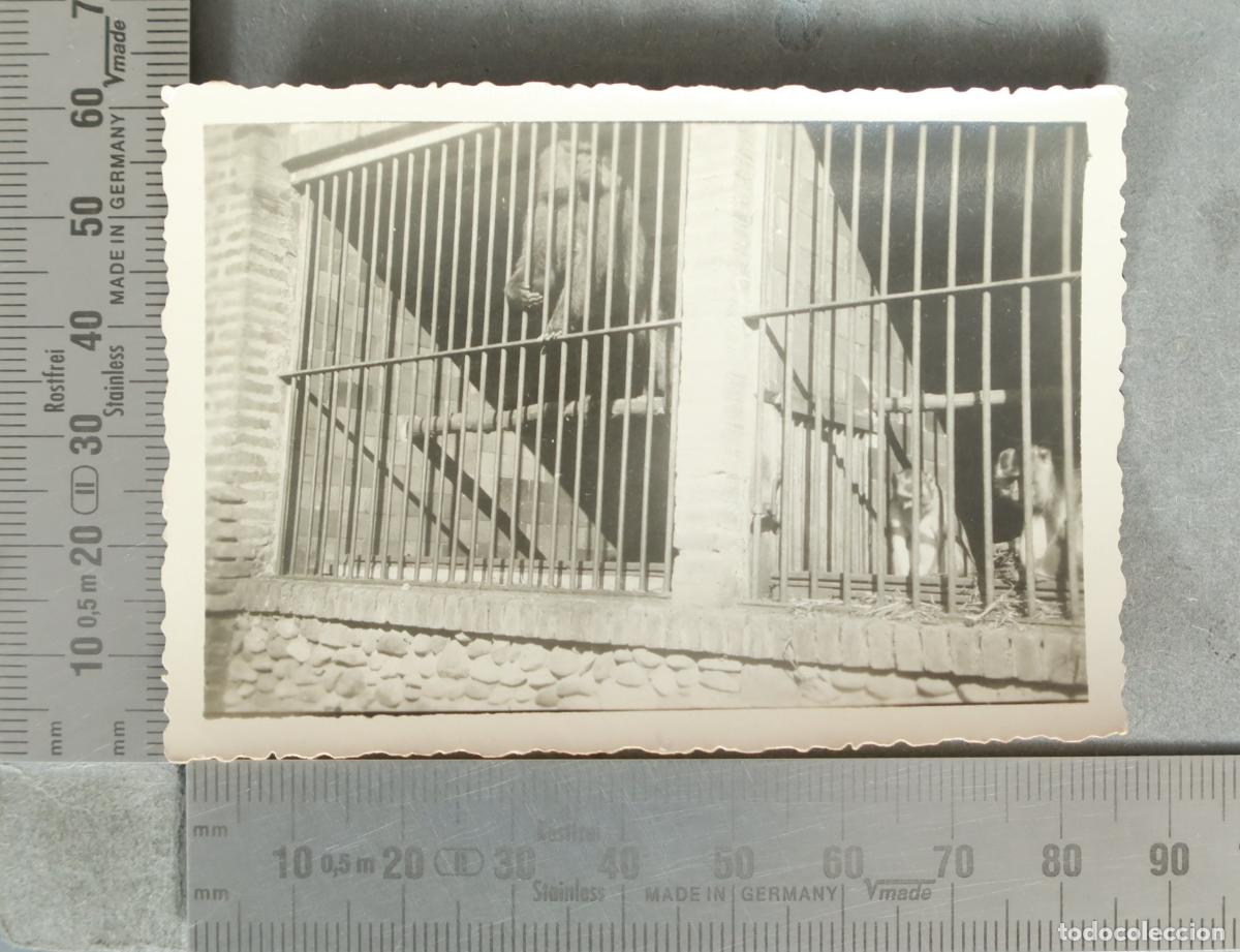 Fotograf&iacute;a antigua: FOTOGRAFIA. Monos en jaula y fieras. &iquest;casa de campo? 1932