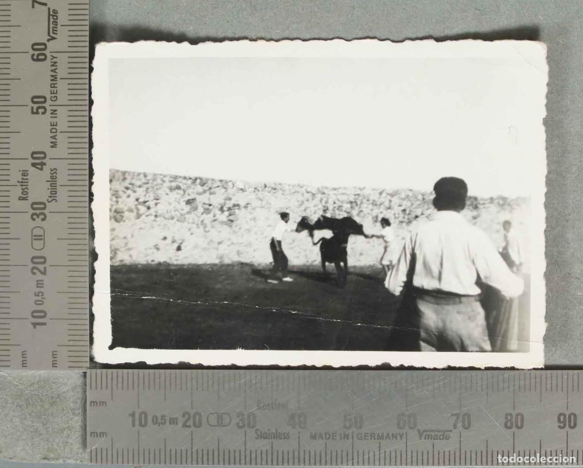 Fotograf&iacute;a antigua: FOTOGRAFIA. Capea de aficionados con vacas - hacia 1940