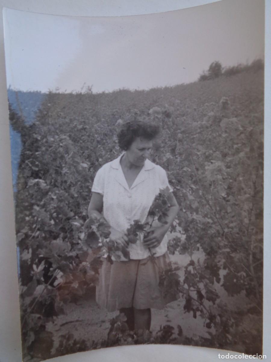Photographie ancienne: FOTO DE MUJER CON RACIMO DE UVA EN MEDIO DE UN CAMPO DE VIDES , 1964