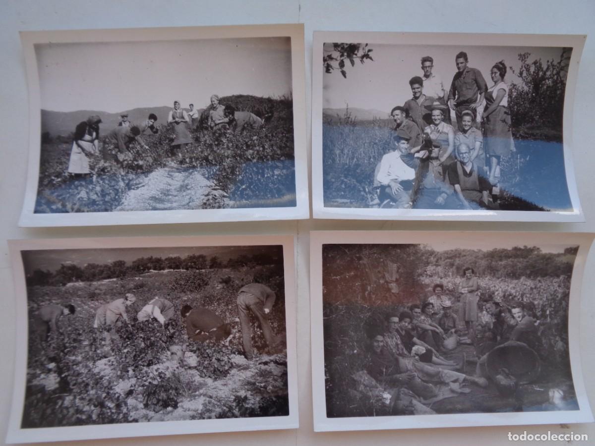 Fotograf&iacute;a antigua: LOTE DE 4 FOTOS DE LA VENDIMIA : JORNALEROS POSANDO Y TRAVAJANDO EN CAMPO DE VIDES , 1963