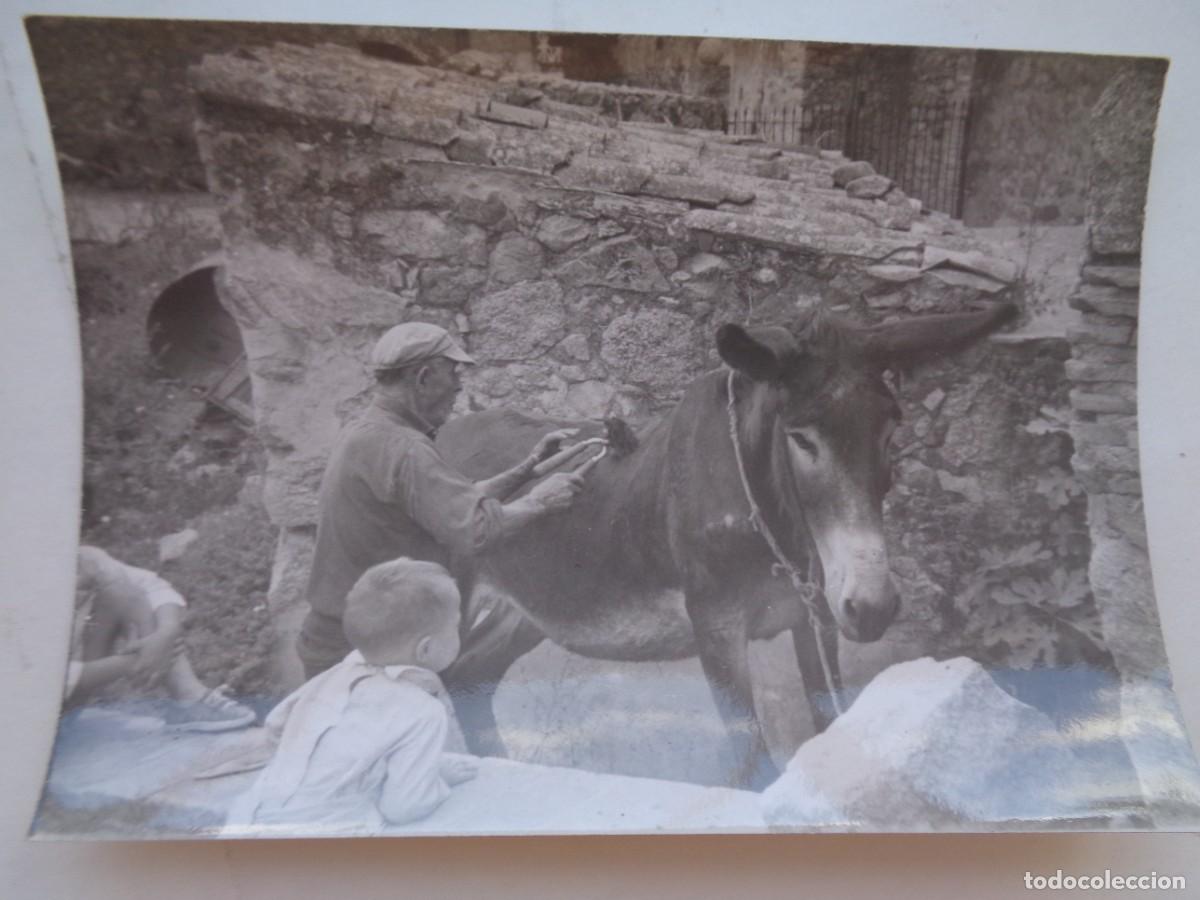 Fotograf&iacute;a antigua: FOTO DE SE&Ntilde;OR ESQUILANDO A UN BURRO, 1964