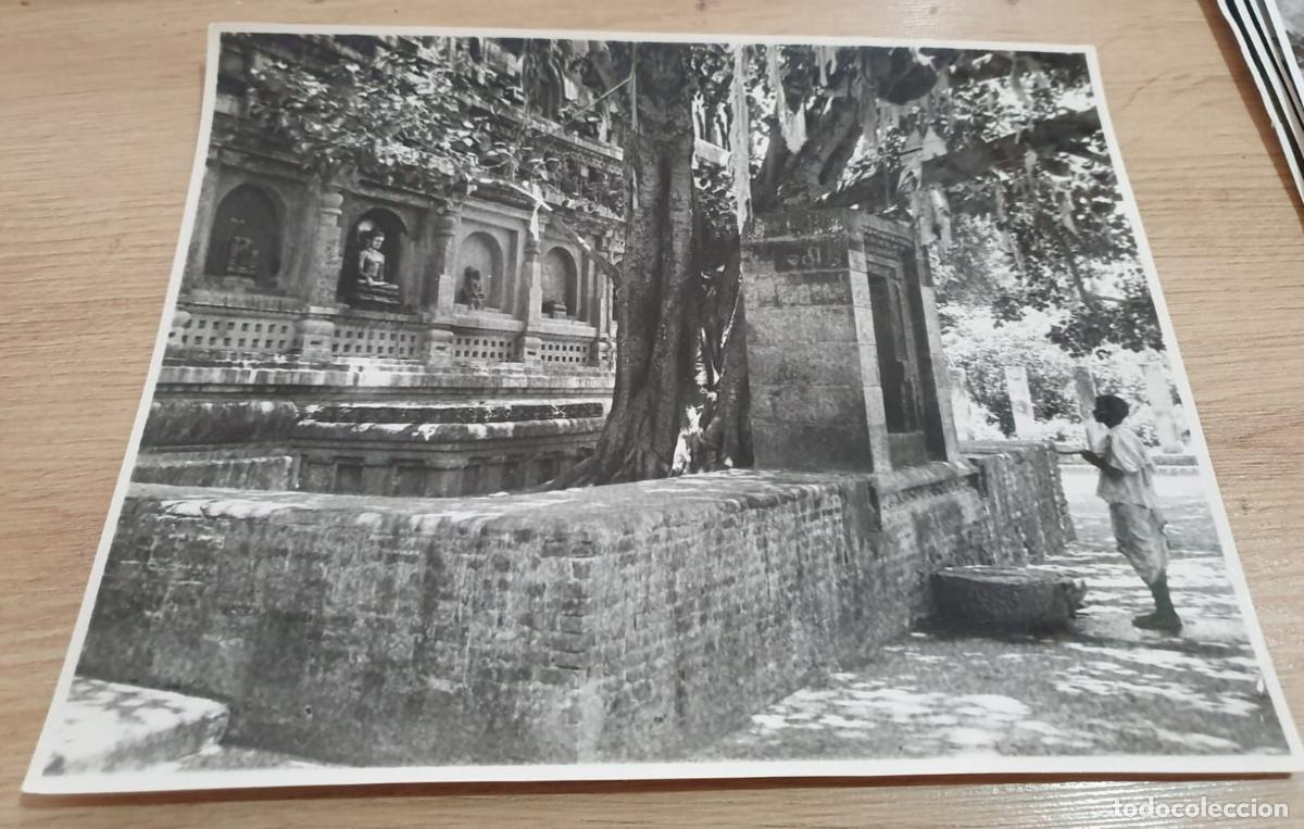 Antique Photography: ASIA. INDIA. INDE. GAYA. THE FAMOUS BO TREE. PHOTO FOTO. +- 25.X19.5CM