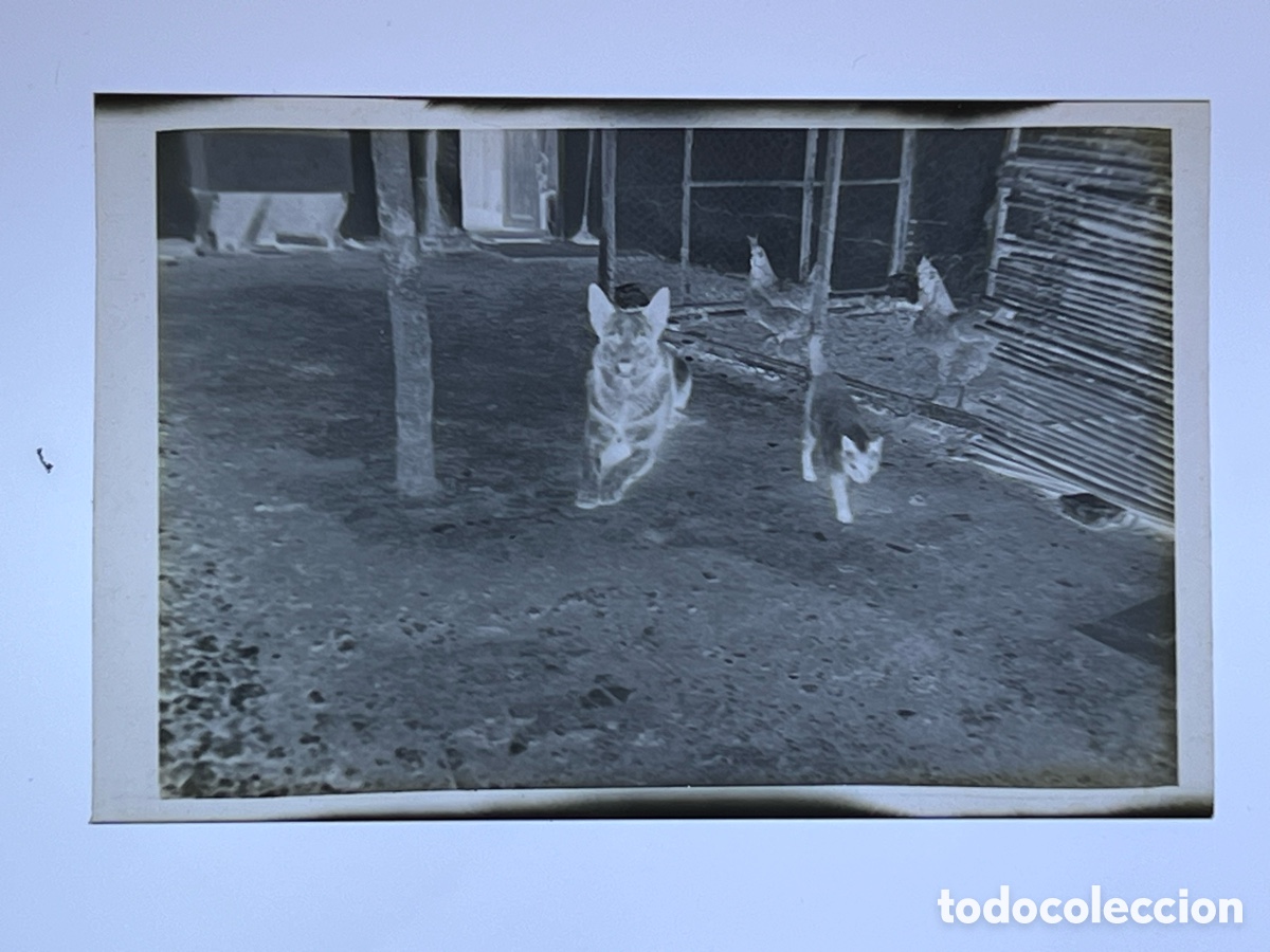 Photographie ancienne: CLICH&Eacute; CELULOIDE.. El Corral: el perro y el gato que merodeaban el Gallinero (h.1930?)